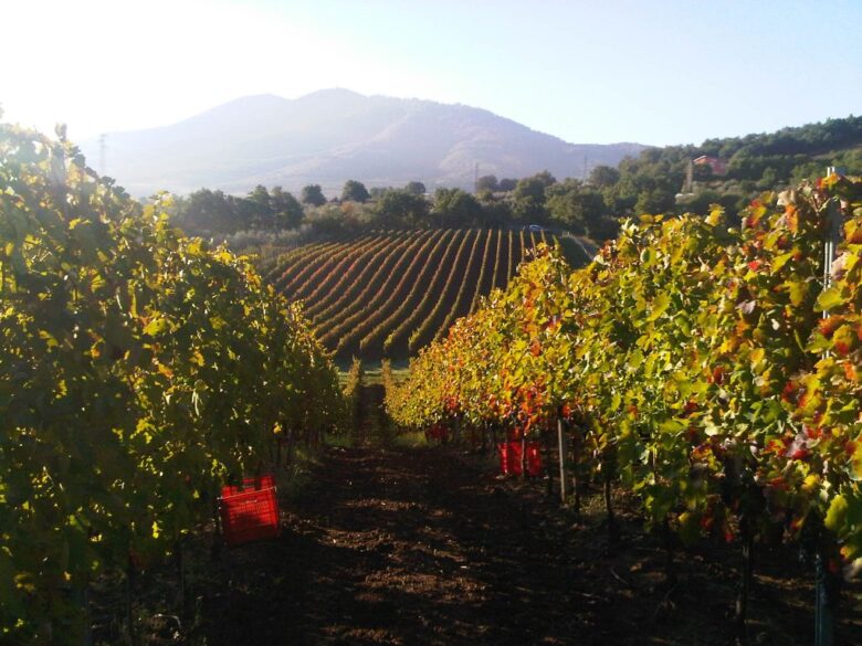 Degustazione vini vulcanici del Vulture e del Vesuvio